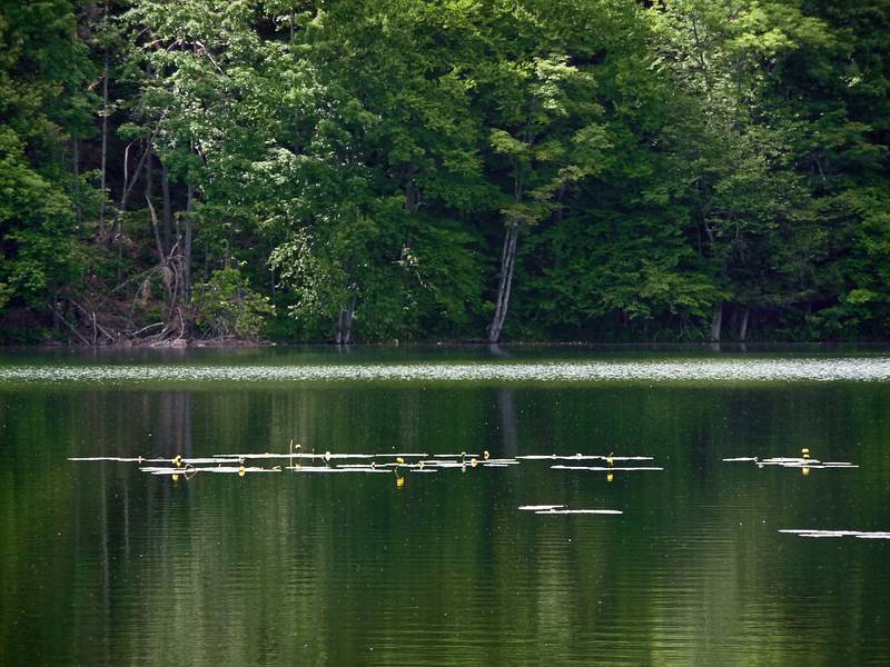 June 8, 2009 - Woodstock, Vermont.<br />An artificial pond called 'The Pogue"<br />in the Marsh-Billings-Rockefeller National Park.