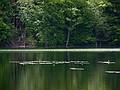 June 8, 2009 - Woodstock, Vermont.<br />An artificial pond called 'The Pogue"<br />in the Marsh-Billings-Rockefeller National Park.
