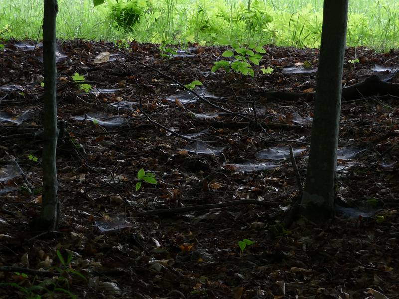June 8, 2009 - Woodstock, Vermont.<br />Spiderwebs along a carriage road in Marsh-Billings-Rockefeller National Park.