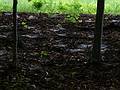 June 8, 2009 - Woodstock, Vermont.<br />Spiderwebs along a carriage road in Marsh-Billings-Rockefeller National Park.