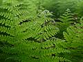 June 8, 2009 - Woodstock, Vermont.<br />Marsh-Billings-Rockefeller National Park.<br />Ferns along carriage path.