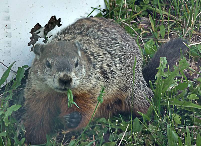 June 8, 2009 - Woodstock, Vermont.<br />Groundhog seen through window of our motel room.