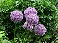 June 9, 2009 - Marsh-Billings-Rockefeller National Park, Woodstock, Vermont.<br />Visiting the mansion and its grounds.<br />Allium giganteum.