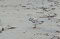 June 11, 2009 - Sandy Point State Reservation, Plum Island, Massachusetts.<br />A plover, but is it piping?