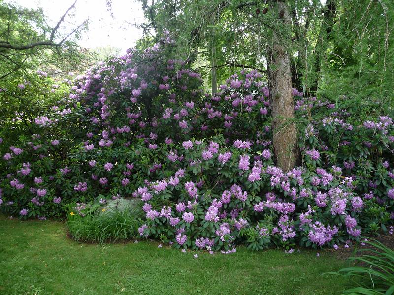 June 12, 2009 - Manchester by the Sea, Massachusetts.<br />Flowers in the front yard.