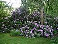 June 12, 2009 - Manchester by the Sea, Massachusetts.<br />Flowers in the front yard.