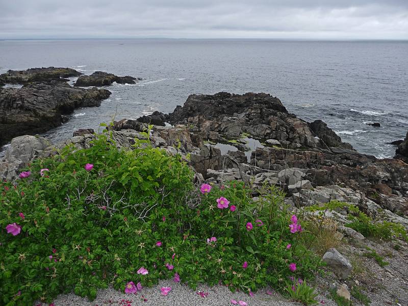 June 15, 2009 - Ogunquit, Maine.<br />View along Marginal Way.