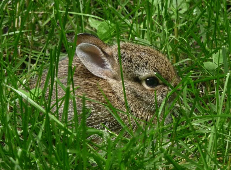 June 20, 2009 - Merrimac, Massachusetts.<br />A young rabbit in our yard.