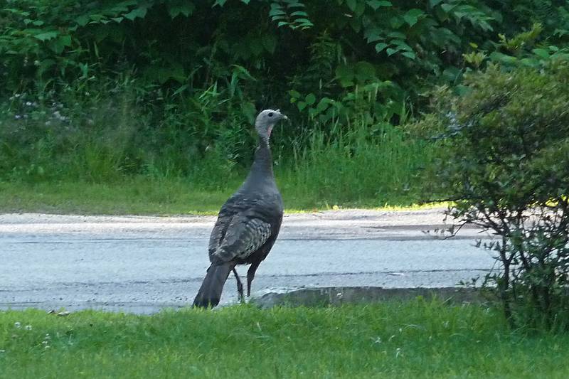 July 13, 2009 - Merrimac, Massachusetts.<br />Turkey on the corner of Grove and Orchard Streets.