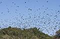 August 27, 2009 - Parker River National Wildlife Refuge, Plum Island, Massachusetts.<br />A swarm of tree swallows.
