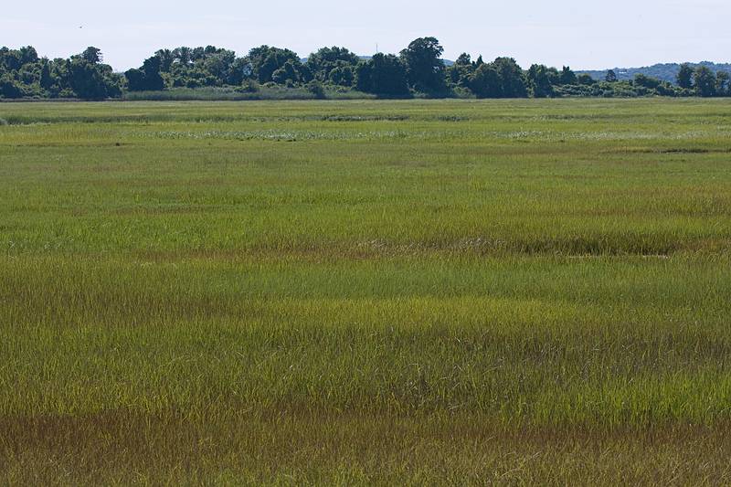 August 27, 2009 - Parker River National Wildlife Refuge, Plum Island, Massachusetts.
