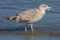 August 27, 2009 - Parker River National Wildlife Refuge, Plum Island, Massachusetts.<br />A sea gull.