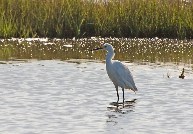 August 27, 2009 - Parker River National Wildlife Refuge, Plum Island, Massachusetts.<br />Egret.