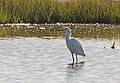 August 27, 2009 - Parker River National Wildlife Refuge, Plum Island, Massachusetts.<br />Egret.