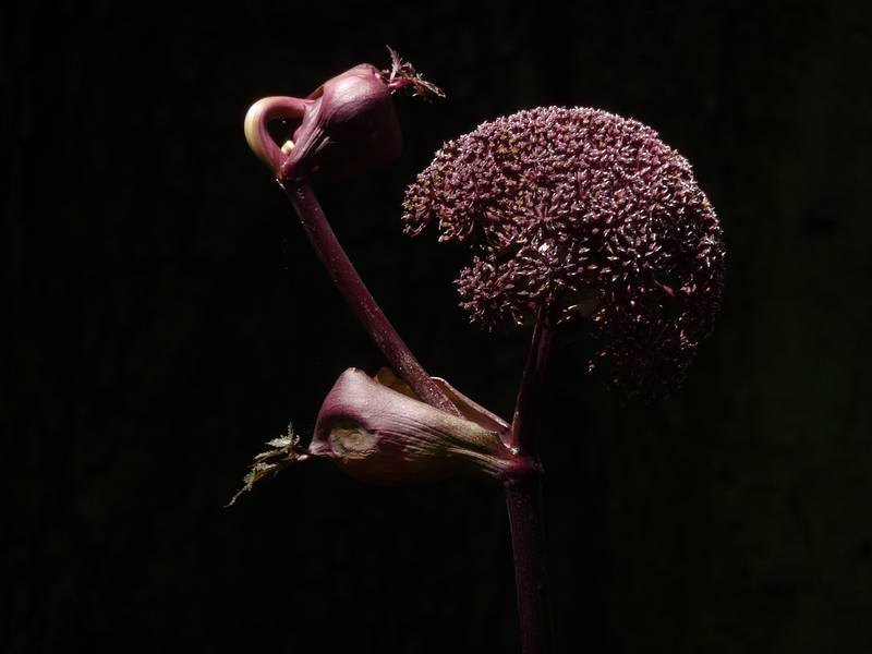 August 21, 2009 - Brooklyn Botanic Garden, Brooklyn, New York, New York.<br />Giant Angelica.