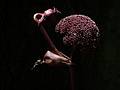 August 21, 2009 - Brooklyn Botanic Garden, Brooklyn, New York, New York.<br />Giant Angelica.