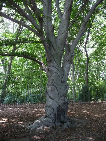 August 21, 2009 - Brooklyn Botanic Garden, Brooklyn, New York, New York.<br />Cut-leaf beech.