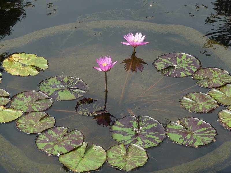 August 21, 2009 - Brooklyn Botanic Garden, Brooklyn, New York, New York.<br />At the Lily Pool Terrace.