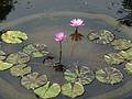 August 21, 2009 - Brooklyn Botanic Garden, Brooklyn, New York, New York.<br />At the Lily Pool Terrace.