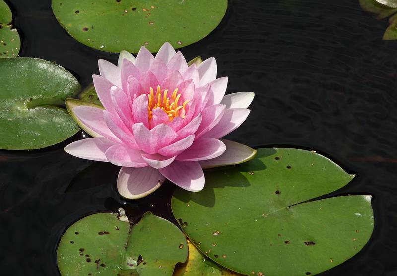 August 21, 2009 - Brooklyn Botanic Garden, Brooklyn, New York, New York.<br />At the Lily Pool Terrace.