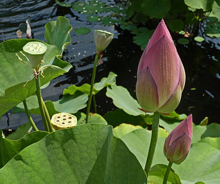 August 21, 2009 - Brooklyn Botanic Garden, Brooklyn, New York, New York.<br />At the Lily Pool Terrace.