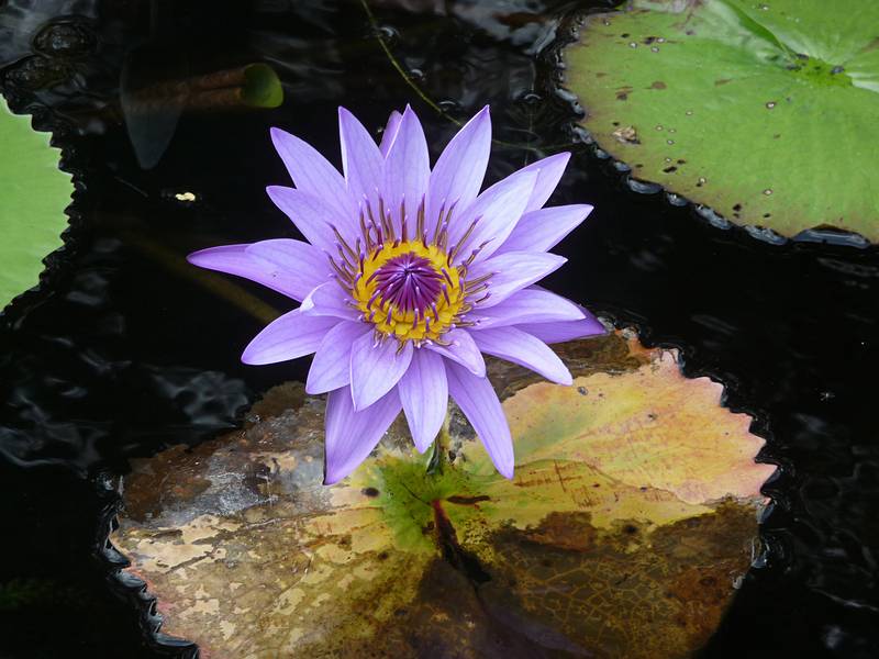 August 21, 2009 - Brooklyn Botanic Garden, Brooklyn, New York, New York.<br />At the Lily Pool Terrace.
