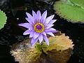 August 21, 2009 - Brooklyn Botanic Garden, Brooklyn, New York, New York.<br />At the Lily Pool Terrace.