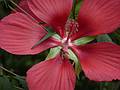 August 21, 2009 - Brooklyn Botanic Garden, Brooklyn, New York, New York.<br />At the Lily Pool Terrace.
