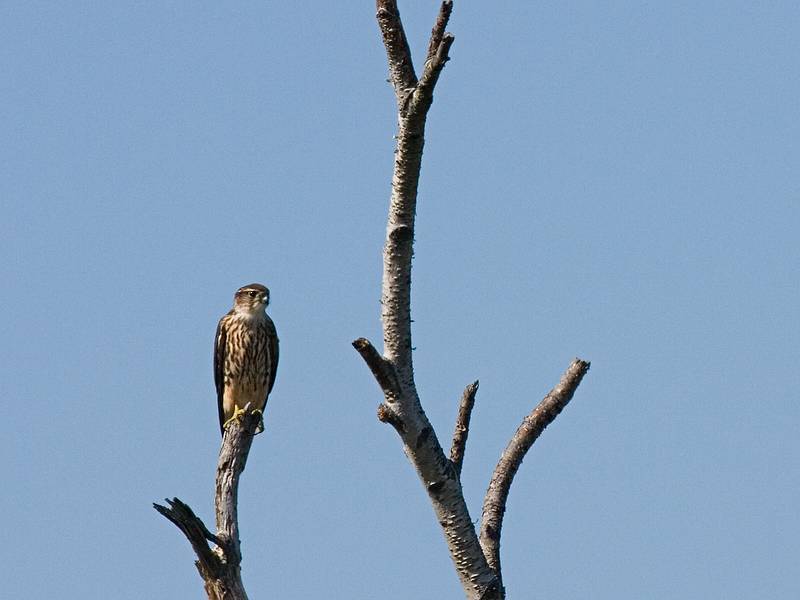 Sept. 1, 2009 - Sandy Point State Reservation, Plum Island, Massachusetts.<br />Some kind of a hawk.