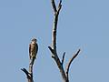 Sept. 1, 2009 - Sandy Point State Reservation, Plum Island, Massachusetts.<br />Some kind of a hawk.