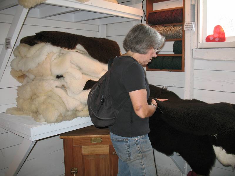 Sept. 3, 2009 - Riverslea Farm, Epping, New Hampshire.<br />Joyce selecting a sheep skin to make a pair of moccasins.