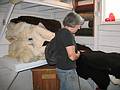 Sept. 3, 2009 - Riverslea Farm, Epping, New Hampshire.<br />Joyce selecting a sheep skin to make a pair of moccasins.
