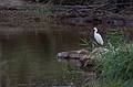 Sept. 23, 2009 - Parker River National Wildlife Refuge, Plum Island, Massachusetts.<br />Egret at Stage Island Pool.