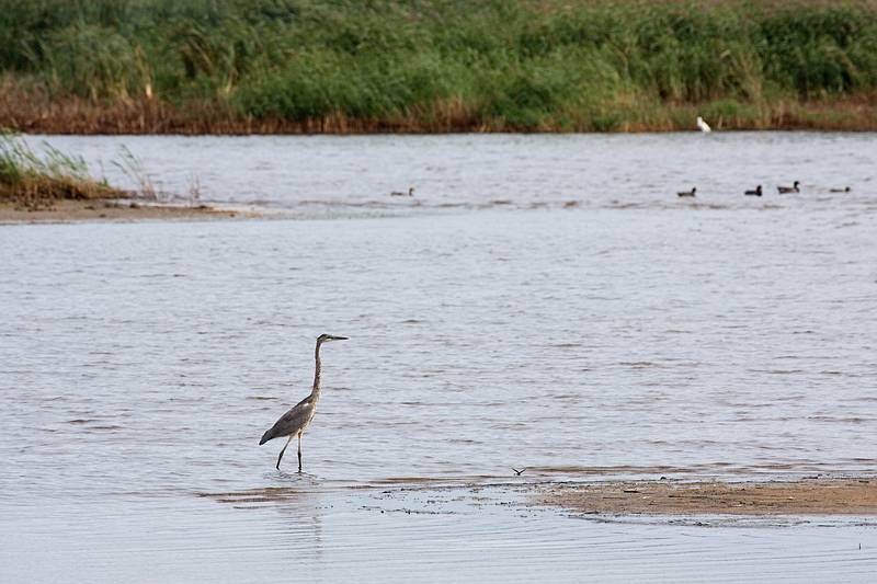 Sept. 23, 2009 - Parker River National Wildlife Refuge, Plum Island, Massachusetts.<br />Heron at Stage Island Pool.