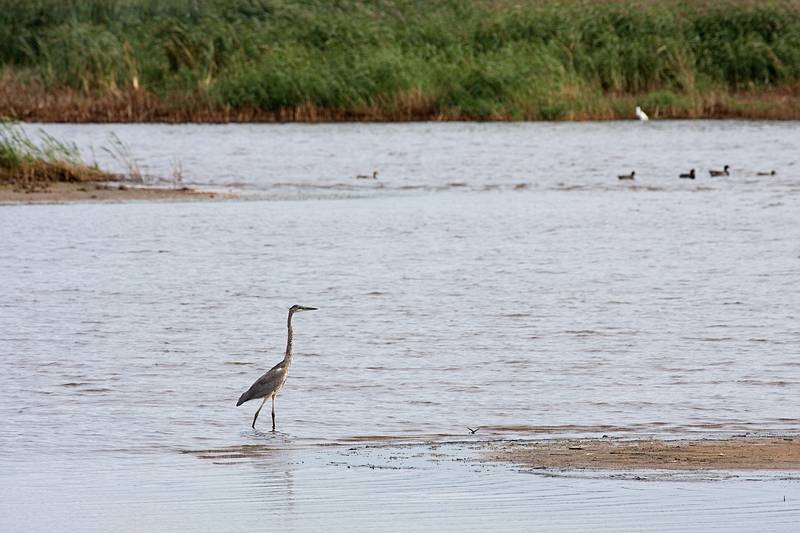 Sept. 23, 2009 - Parker River National Wildlife Refuge, Plum Island, Massachusetts.<br />Heron at Stage Island Pool.