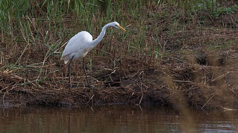 Sept. 23, 2009 - Parker River National Wildlife Refuge, Plum Island, Massachusetts.<br />Egret at Stage Island Pool.
