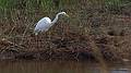 Sept. 23, 2009 - Parker River National Wildlife Refuge, Plum Island, Massachusetts.<br />Egret at Stage Island Pool.