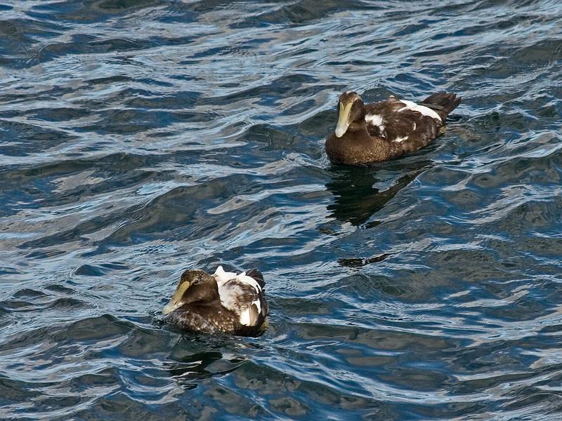 Sept. 25, 2009 - Acadia National Park, Maine.<br />Eiders?