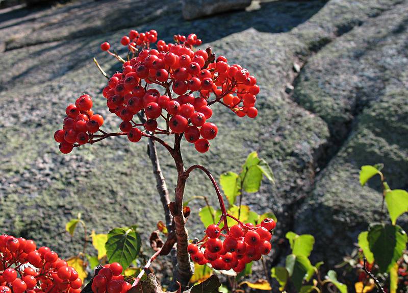 Sept. 26, 2009 - Acadia National Park, Maine.<br />Along trail from Gorge Path to the top of Cadillac Mountain.