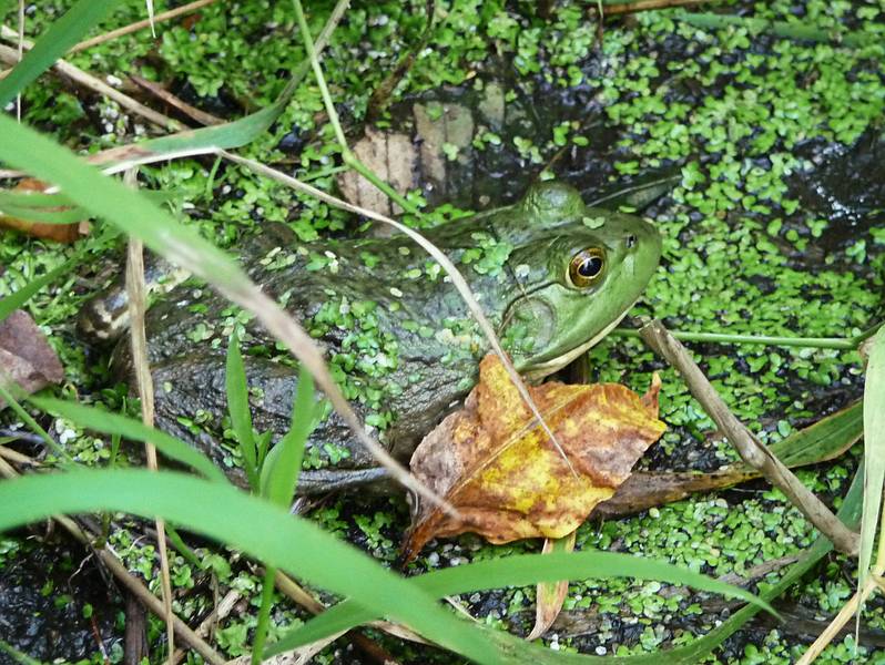 Sept. 14, 2009 - Outdoor Sculpture at Maudslay State Park, Newburyport, Massachusetts.<br />A real live frog a few feet away from Ann's.