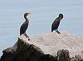 Sept. 8, 2009 - Bird/whale watching trip out of Newburyport, Massachusetts.<br />Cormorants on jetty at the mouth of the Merrimack River.