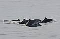 Sept. 8, 2009 - Bird/whale watching trip out of Newburyport, Massachusetts.<br />Harbor porpoises.