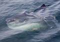 Sept. 8, 2009 - Bird/whale watching trip out of Newburyport, Massachusetts.<br />Mola mola or ocean sunfish.