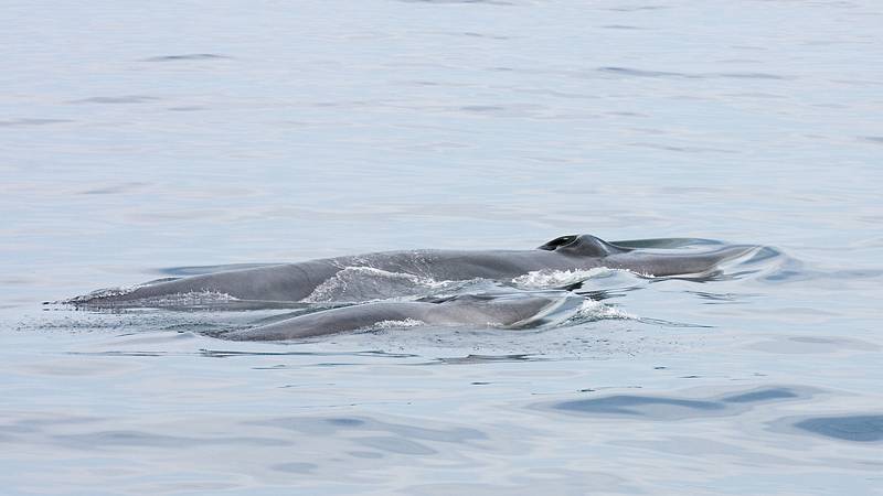 Sept. 8, 2009 - Bird/whale watching trip out of Newburyport, Massachusetts.<br />Fin whales.