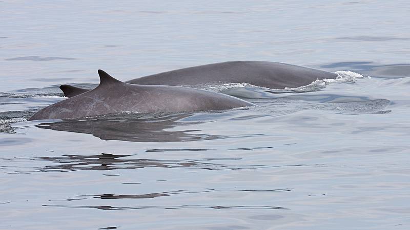 Sept. 8, 2009 - Bird/whale watching trip out of Newburyport, Massachusetts.<br />Fin whales.