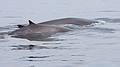 Sept. 8, 2009 - Bird/whale watching trip out of Newburyport, Massachusetts.<br />Fin whales.