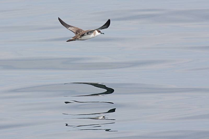 Sept. 8, 2009 - Bird/whale watching trip out of Newburyport, Massachusetts.<br />Greater shearwater.