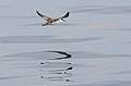 Sept. 8, 2009 - Bird/whale watching trip out of Newburyport, Massachusetts.<br />Greater shearwater.