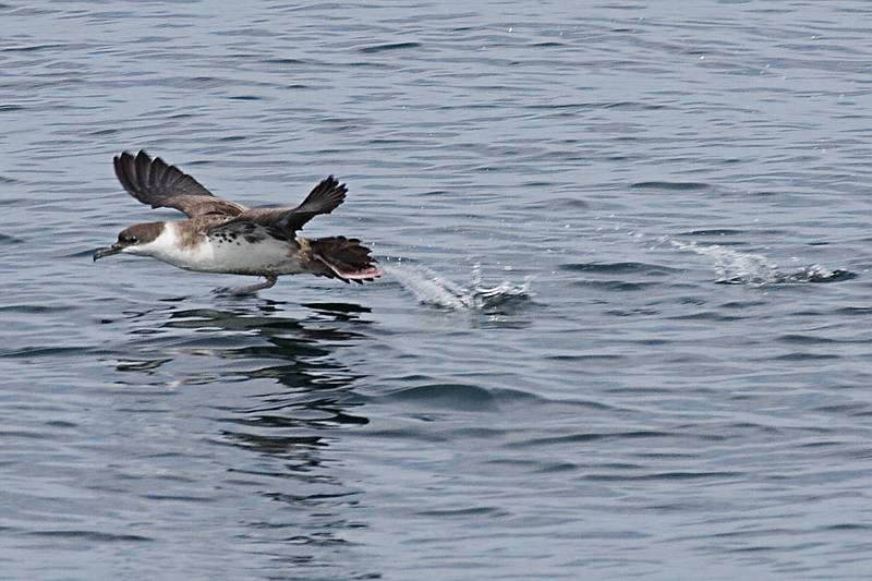 Sept. 8, 2009 - Bird/whale watching trip out of Newburyport, Massachusetts.<br />Greater shearwater.