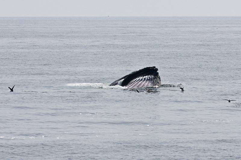 Sept. 8, 2009 - Bird/whale watching trip out of Newburyport, Massachusetts.<br />Humpback whale feeding.